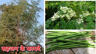 सहजन मोरिंगा के फूल छाल पत्ती और फली से होने वाले फायदे । Health benefits of Drumstick [upl. by Oguh]