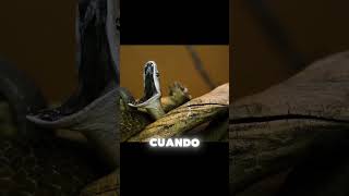 Serpiente increíble animales serpiente shorts shortvideo [upl. by Samala]