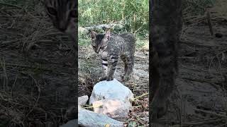 CATS TALKING TO KITTENS shorts catlanguage kitten reaction catcalls [upl. by Aufmann746]