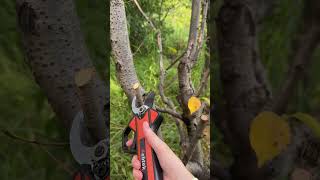 Makes heavy pruning much much easier tools pruner pruning gardeningtools [upl. by Ecinom]