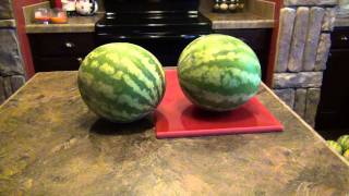 When to Harvest your Watermelons [upl. by Eleanore]