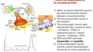 L5 Introduction EEG generation mechanism and the EPSP amp IPSP process [upl. by Erving]