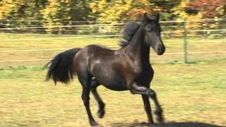 Hendrik 2010 1st premie Friesian colt for sale in Michigan [upl. by Berny]