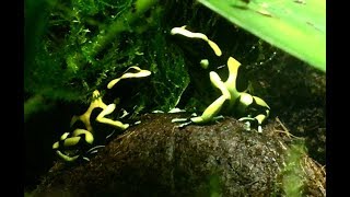 Dendrobates Auratus X Leucomelas Hybrid Poison Dart Frogs [upl. by Yenatirb66]