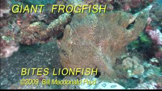 Diving Giant frogfish bites lionfish Ouch [upl. by Nyrual]