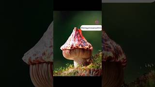 Mushrooms life 😱🔥shorts mushroom kingdomfungi shirazivillagevlog [upl. by Yrian970]