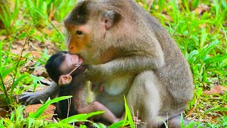 Today monkey mama start continue stop provide milk for her little baby monkey [upl. by Dorinda549]