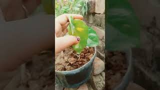 Chupke se gro ho raha hai Mani plant love 😊😊🤗🤗🌿🍀 [upl. by Ais]