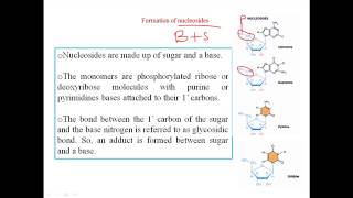 Nucleosides [upl. by Erleena]