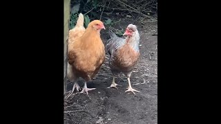 Buff Orpington and Cream Legbar Chickens  blue egg layers [upl. by Genni]