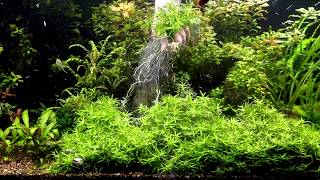 Star Grass Aquarium Plant [upl. by Airdnax39]