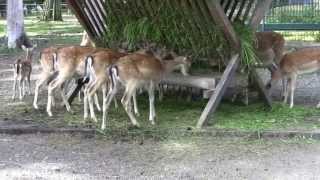 Tierpark LimbachOberfrohna [upl. by Mastrianni]