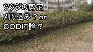 ツツジの剪定 刈り込み？ or CODIT論？ 【剪定のやりかた】 [upl. by Oirad743]