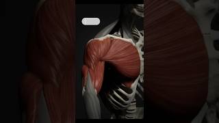 Upper Limb Muscle Name youtubeshorts youtube education humananatomy [upl. by Vizza]