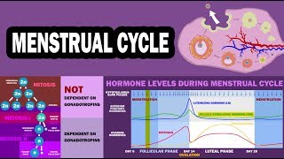 MENSTRUAL CYCLE Ovarian Cycle Uterine Cycle Folliculogenesis Oogenesis [upl. by Shalna]