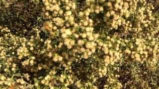 A Bees Heaven Coyote Brush in Northern California [upl. by Kafka]