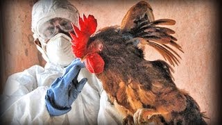 Avian Flu full documentary [upl. by Estele]