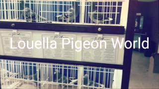 Gołębie Pocztowe w UK 2016 Louella Pigeon World [upl. by Aninay]