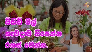 ඕකිඩ් මල් හැමදාම පිපෙන්න රහස් මෙන්න  How to get good results from orchids [upl. by Katine]