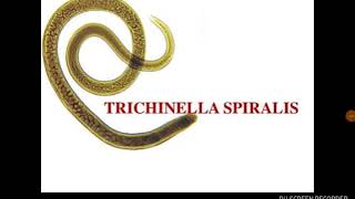 Trichinella spiralis [upl. by Mignonne848]