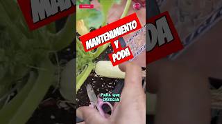 Cuidados Y Poda De La Planta De Zapallitos O CalabacínPara Tener Muchos Frutos shorts [upl. by Ciro]