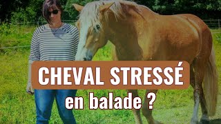 Cheval qui est stressé  Stressé en balade  Comportementaliste équin [upl. by Asle]