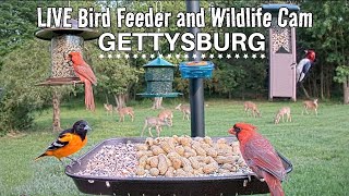 LIVE Bird Feeder and Wildlife Cam 4K Gettysburg PA over 30 species identified [upl. by Gillett544]