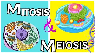 Mitosis vs Meiosis From grade 9th to 12th [upl. by Nola764]