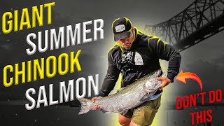 Chelan Giant Summer CHINOOK Salmon [upl. by Rexanna]