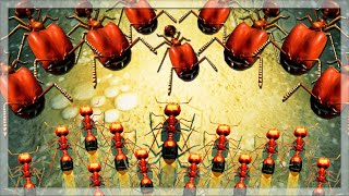 Using Big Headed Ants VS Fire Ants in Empires Of The Undergrowth [upl. by Ava538]