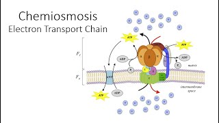 Chemiosmosis [upl. by Vasily]