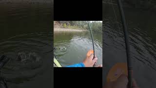 The First Rule Of Fishing kayakfishing fishing sauger [upl. by Cherish]