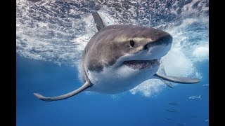 GREAT WHITE SHARKS OF GUADALUPE  SET 18 4K [upl. by Biles128]