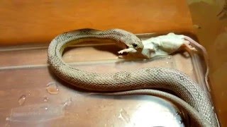 Feeding our Motley Ghost Corn Snake [upl. by Phylys]