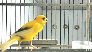 RUSSIAN canary singing  Spanish Timbrado canary song for training  canary training song [upl. by Lebiram]