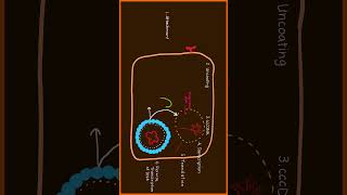 Hepatitis B Virus Replication Part 3 of 3 usmle [upl. by Ylus914]