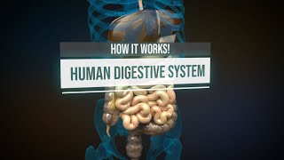 Human digestive system  How it works Animation [upl. by Otsuaf]