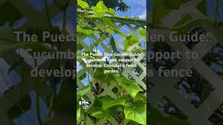 🇵🇷 🥒 PEPINILLOS  CUCUMBERS Espaldera Puerto Rico Huerto Casero Trellising Puerto Rico Homestead [upl. by Jarrad]