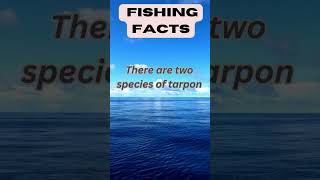 Fun Fishing Facts Tarpon species nature [upl. by Avevoneg]