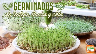 GERMINADOS en casa facilísimos y con 800 más nutrientes [upl. by Ocinemod]