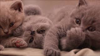 Chatons British Shorthair  de la naissance au sevrage [upl. by Renee840]