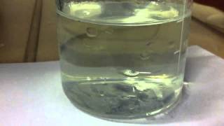 Sodium Thiosulphate Reacts With Hydrochloric Acid increase [upl. by Gnol895]