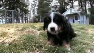 Dogs 101  Bernese Mountain Dog [upl. by Orelee526]