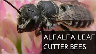 Alfalfa Leaf cutter Bees Megachile rotundata [upl. by Neelrak887]