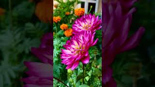 Dahlia bloom 🌸😅😇 ytshorts dahlia dahliaplant flowerblooming natureinbloom dahliaflower [upl. by Kalam358]