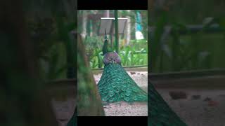 Green Peafowl birds viral shorts [upl. by Anni423]