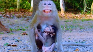 Monkey mama protected her baby from front light fighter awesomely  video subscribe walkietalkie [upl. by Valleau]