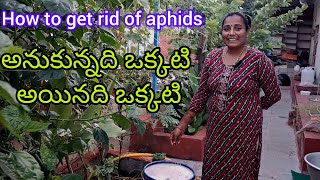 ఇలా చేస్తే పేనుబంక పారిపోతుంది  Get rid of Aphids అనుకున్నది ఒకటి అయినది ఒకటి [upl. by Antoinetta]