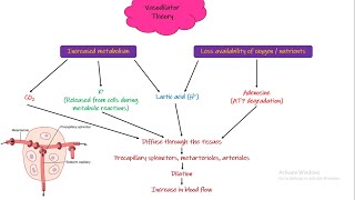 Vasodilator Theory Oxygen Demand Theory Chapter 17 part 3 Guyton and Hall Physiology [upl. by Idihsar]