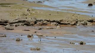 Semi palmated plover [upl. by Esilahc]